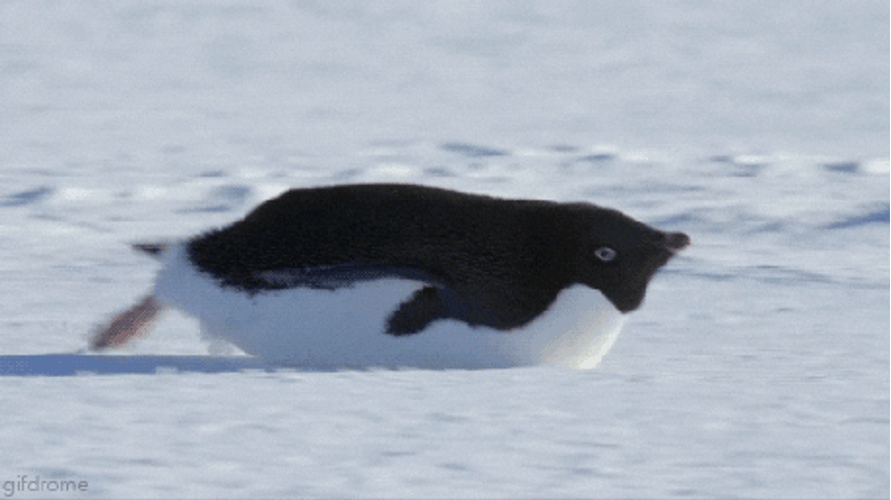 Penguin Sliding In Snow