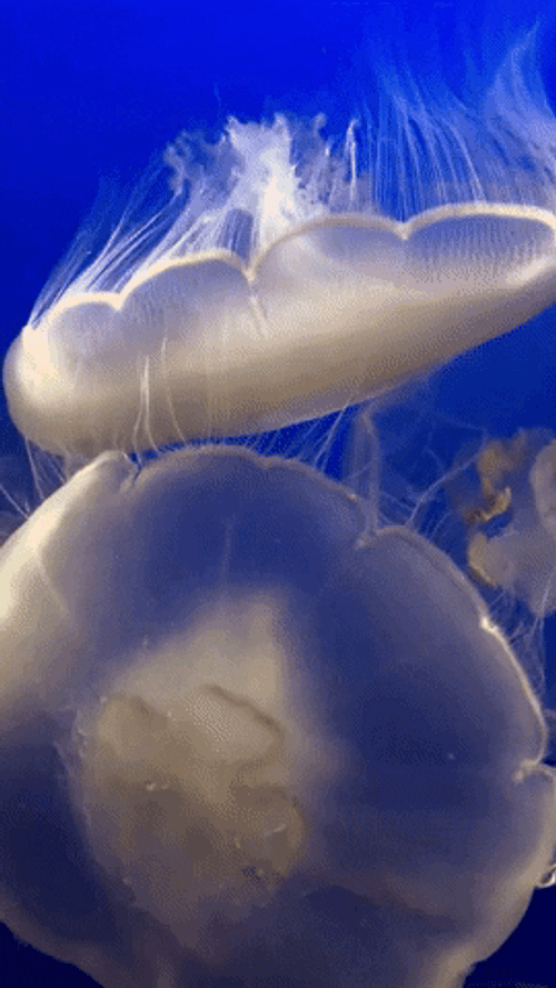 Large Moon Jellyfish
