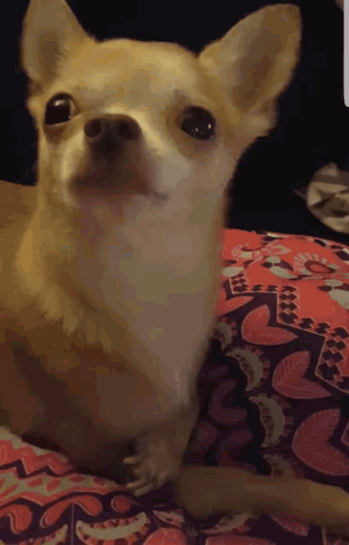 Chihuahua Yawn