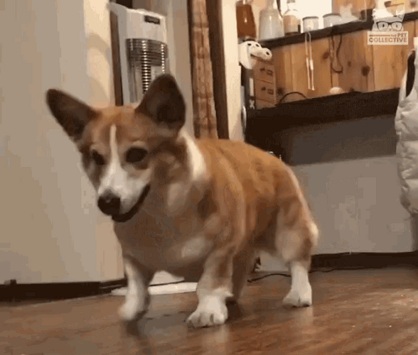 Corgi Dog Tap Dancing