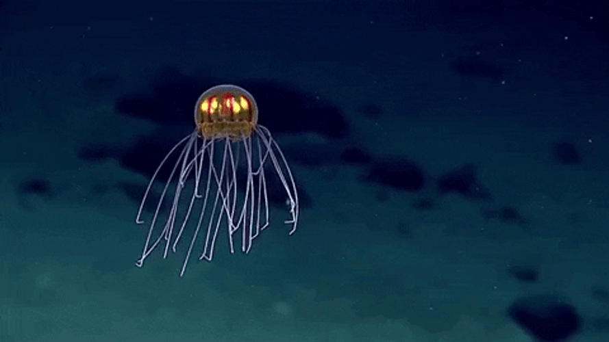 Reflective Jellyfish Moving