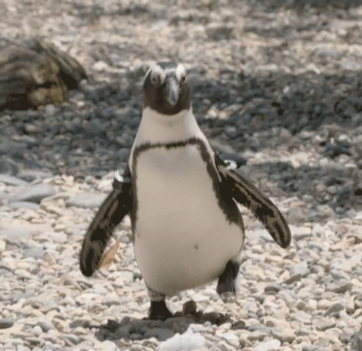 Speed Up Penguin Beach Waddle