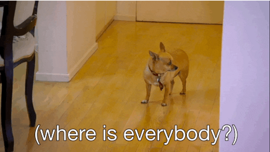 Chihuahua Where Is Everybody