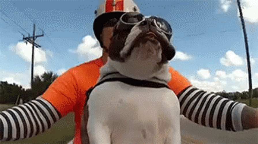 Bulldog Riding Motorcycle