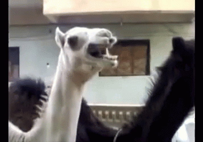 Camel Funny Hysterical Laugh
