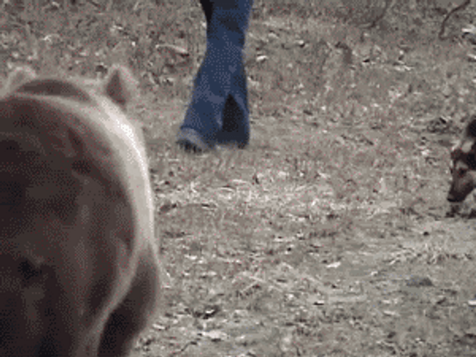 Bear Chasing The Sheriff
