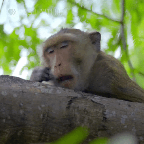 Monkey Animal Yawning