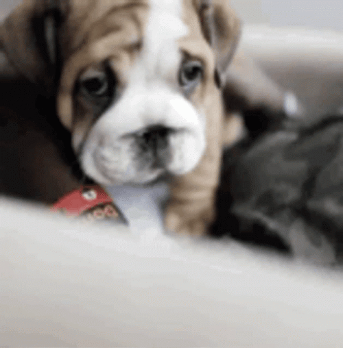 Cute Little Brown Bulldog