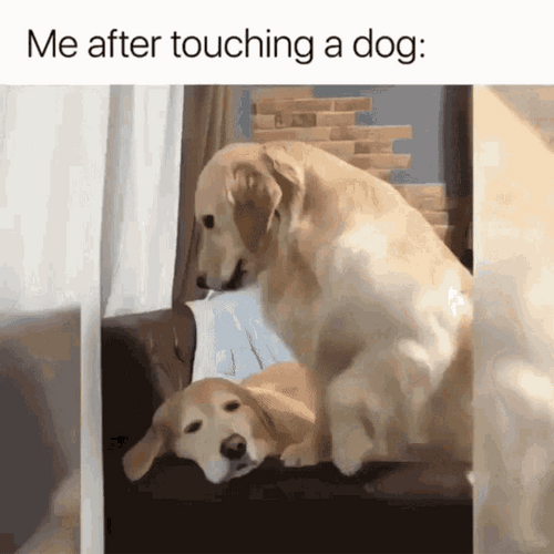 Happy Dog Touching Dog
