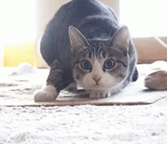 Dancing Cat Hip Wiggle