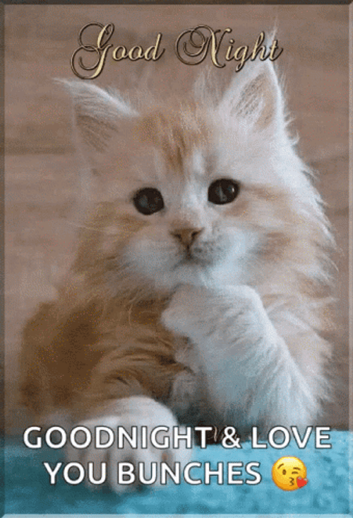 Love Good Night Cute Cat