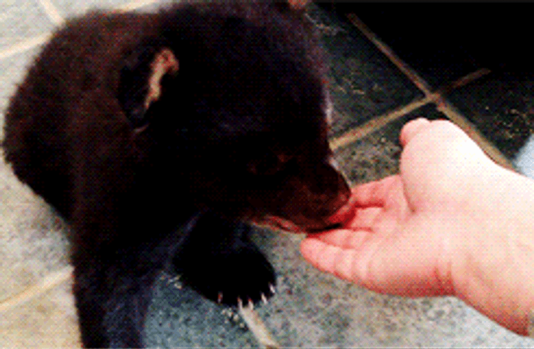 Bear Biting Person Finger