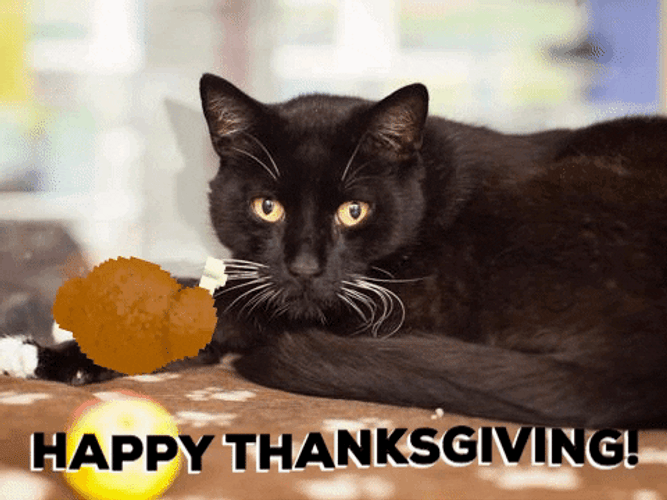 Happy Thanksgiving Cat Turkey