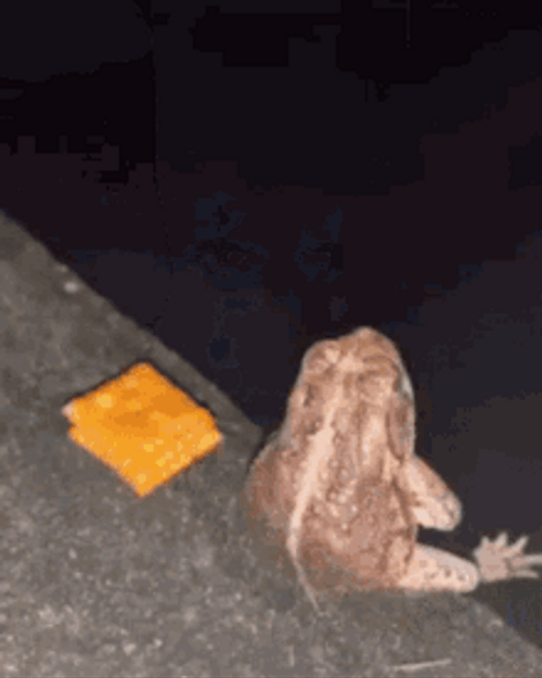 Frog With Snacks