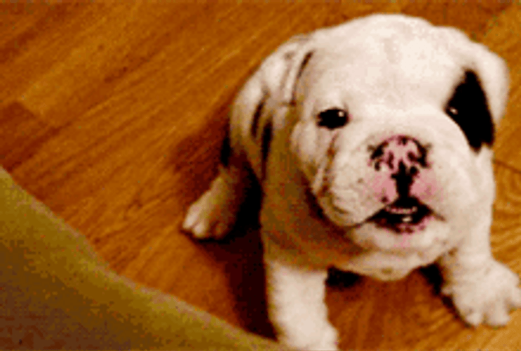 Cute Little Bulldog Smacking