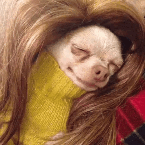 Dramatic Sad Chihuahua Dog
