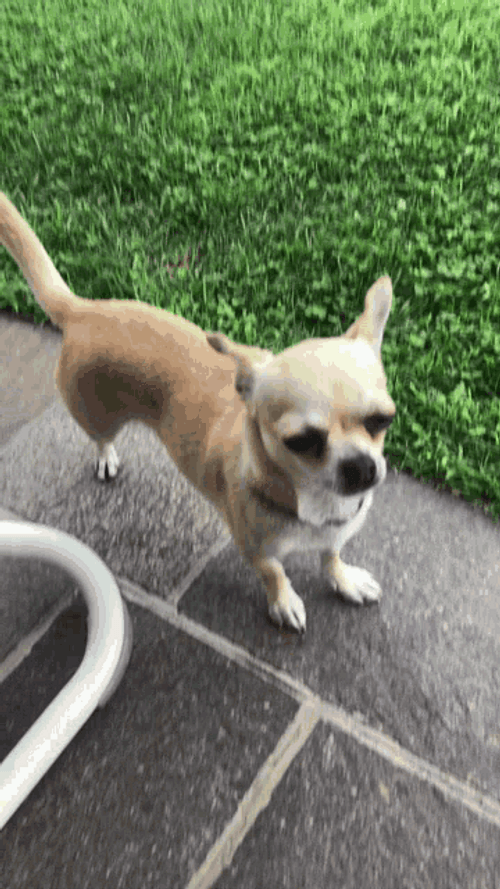 Chihuahua Licking Nose