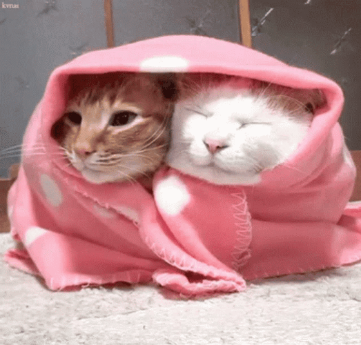 Cute Couple Cat Sleeping Chilling