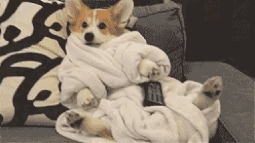 Corgi Dog Relax On Bed