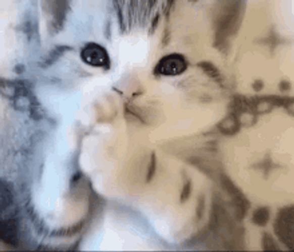 Playful Cute Cat Biting Paw