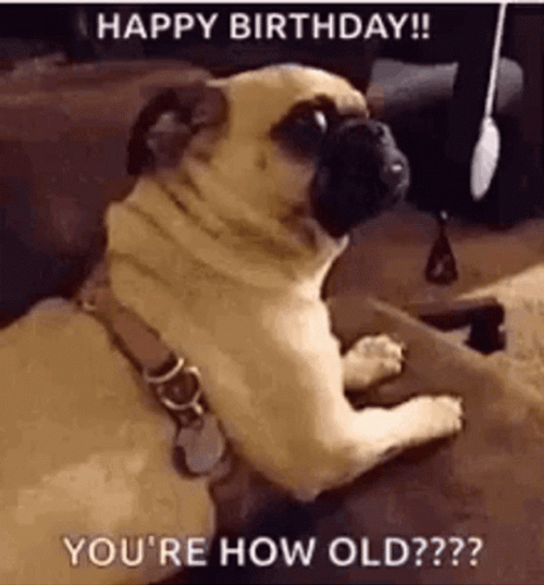 Pug Dog Happy Birthday Meme