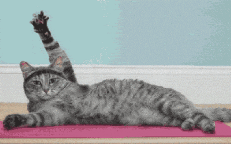 Yoga Cat Self-care