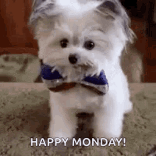 Maltese Dog Happy Monday