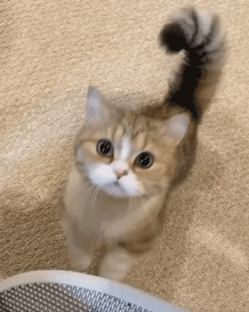 Cute Kitty Cat