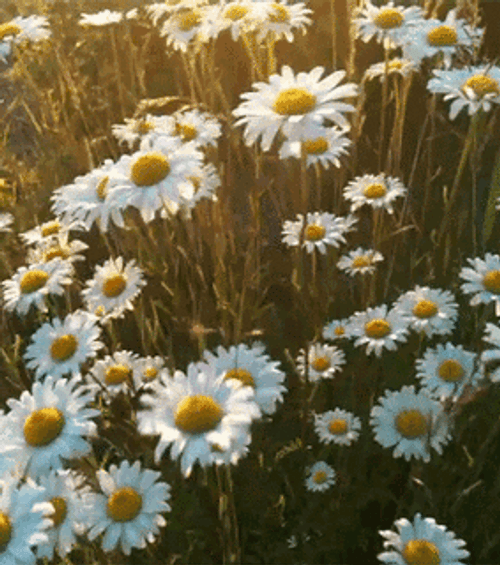 White Dandelion Flower Field