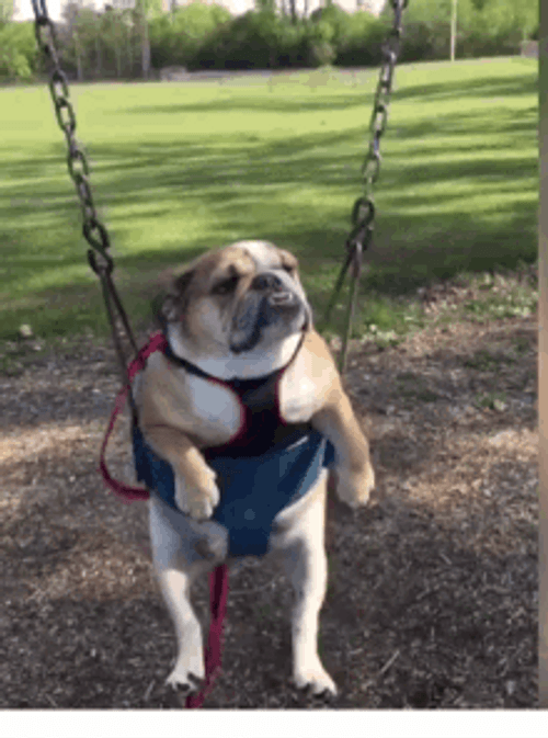 Cute Bulldog Swinging