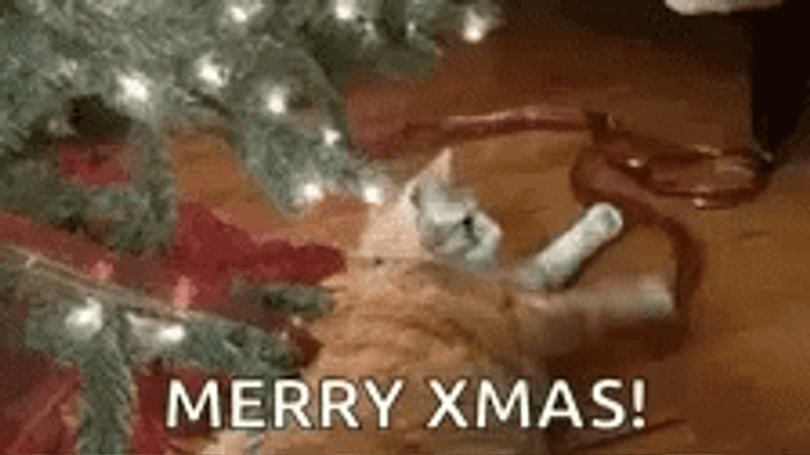Merry Christmas Funny Energetic Cat