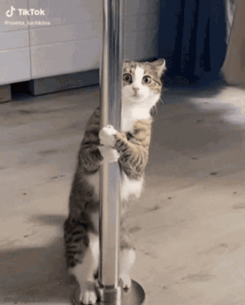Pole Dancing Cat