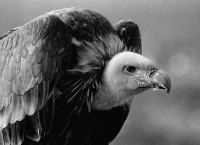 Bird Vulture Animal