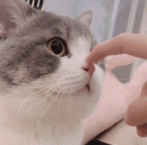 Petting Chubby Cute Cat