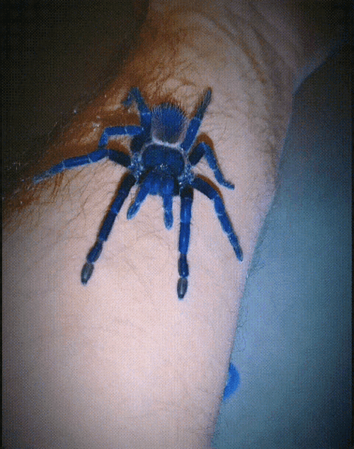 Blue Tarantula Spider