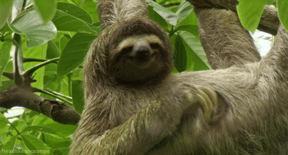 Sloth Scratching His Tummy