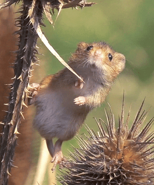 Nature Cute Harvest Mouse