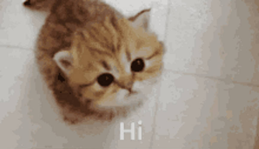 Sweet Little Cute Cat Meow Hi