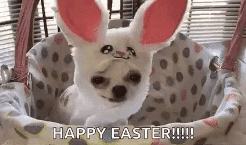 Chihuahua Easter Bunny