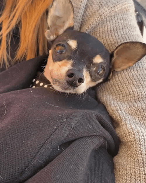 Chihuahua Wakes Up