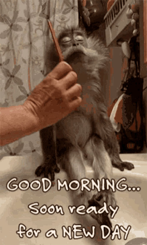 Good Morning Funny Calm Monkey