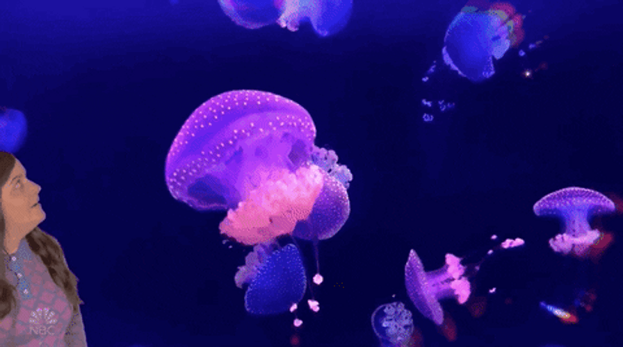 Woman Amazed At Jellyfish