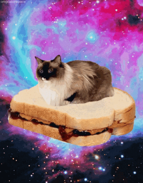 Cute Space Cat Sandwich