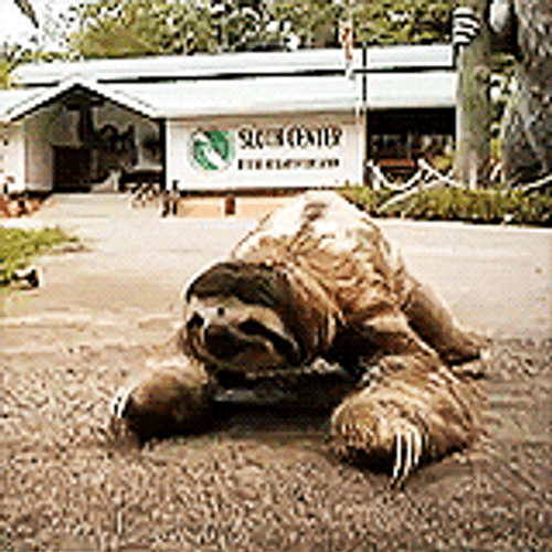 Old Sloth Crawling