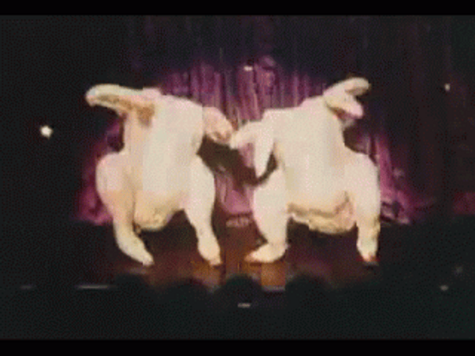 Disco Dancing Turkey Duo