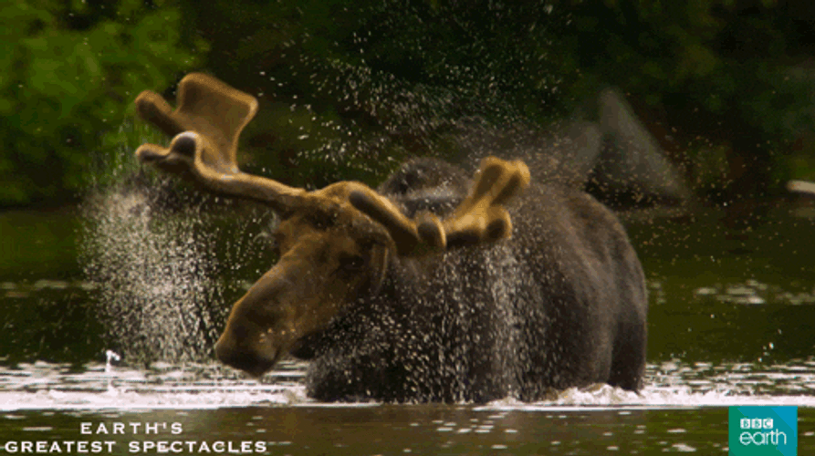 Bathing Alaska Moose Animal