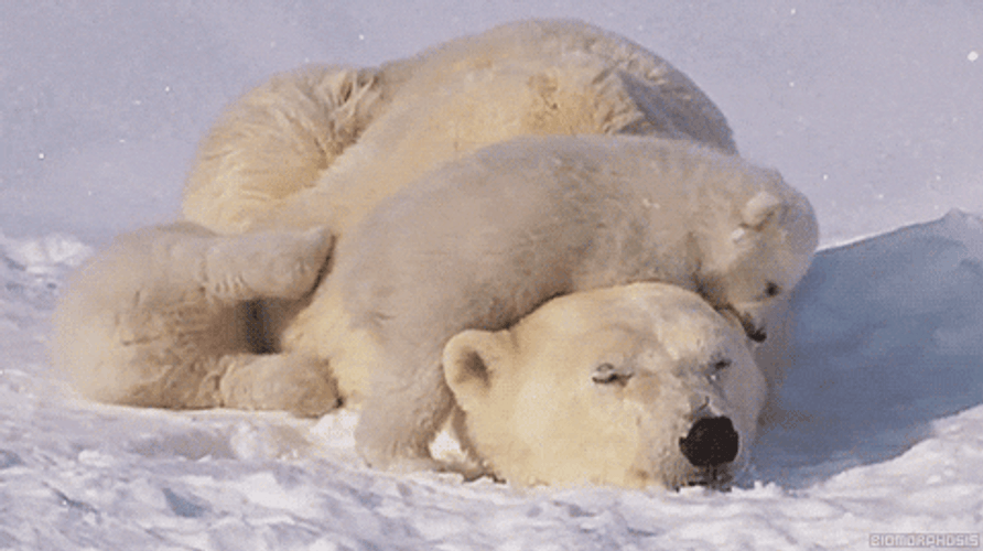 Polar Bear Family In Nature
