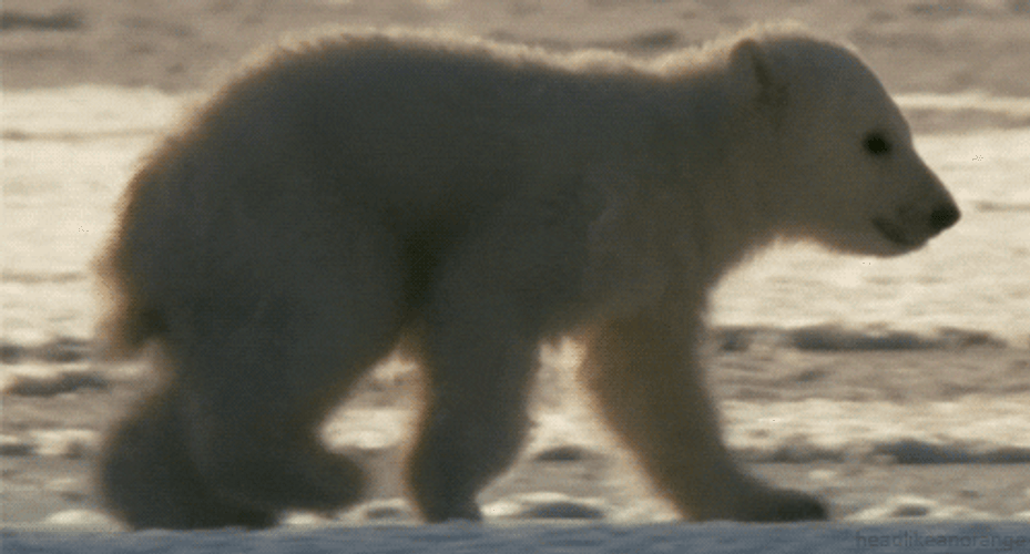 Polar Bear Slowly Walking