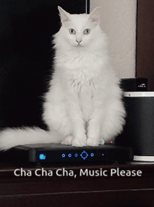 Cat Music Please