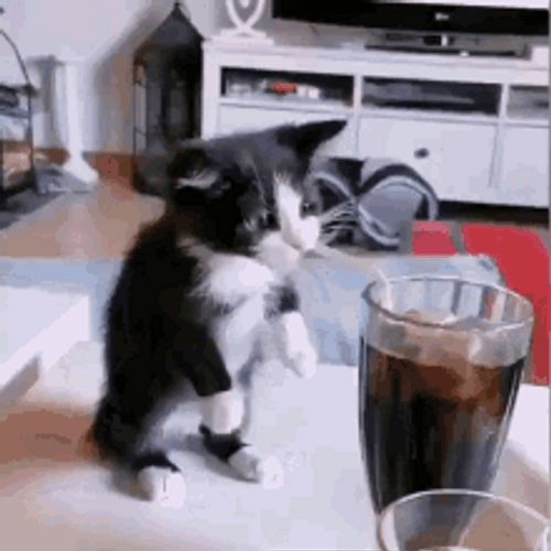 Cute Cat Trying To Drink